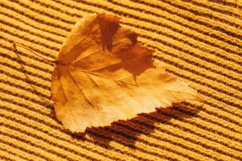 Background of yellow knitted woolen thread close-up with yellow leaf 스톡 사진