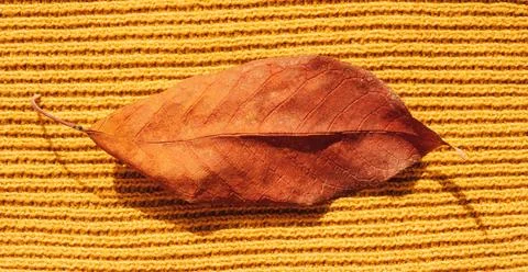 Background of yellow knitted woolen thread close-up with yellow leaf 스톡 사진