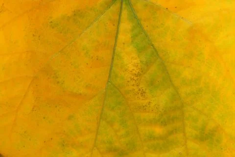 Background of yellow leaf texture. Stock Photos