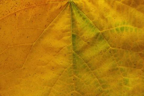Background of yellow leaf texture. Stock Photos