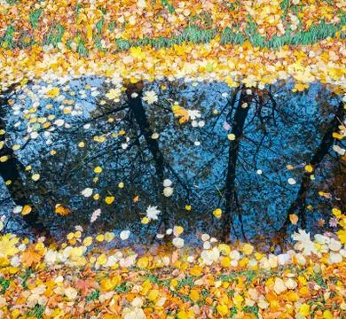 Background of yellow leaves floating on surface of pond Stock Photos