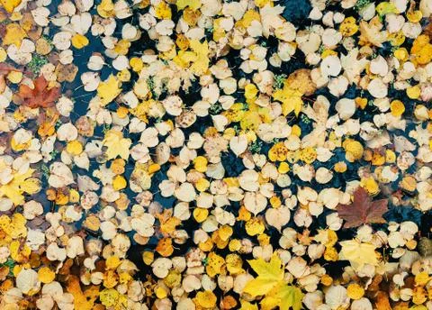 Background of yellow leaves floating on surface of pond Stock Photos