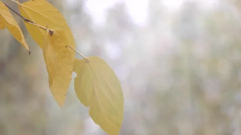 Background of yellow leaves in slight defocus swaying on a branch in autumn Stock Footage 136578772