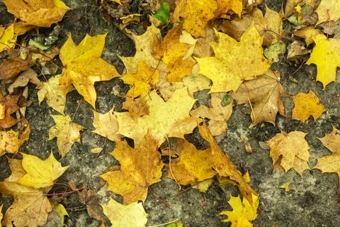 Background of yellow maple leaves lying on the ground Stock Photos