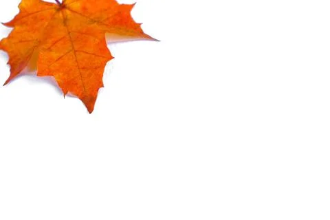 Background of yellow maple leaves Foto stock