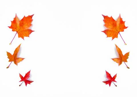Background of yellow maple leaves with space for text on a white background. Stock Photos