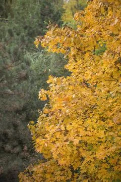 Background of yellow maple. Stock Photos