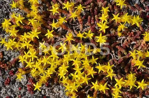 Background of yellow mossy stonecrop Stock Photos