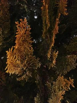 The background of yellow needles of the coniferous tree. low depth of focus a Stock Photos
