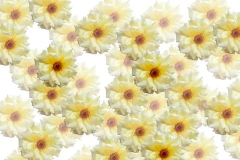 Background of yellow roses Stock Photos