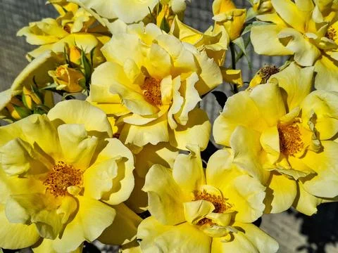Background with yellow roses 스톡 사진