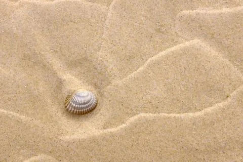 Background with yellow sand and a shell Stock Photos