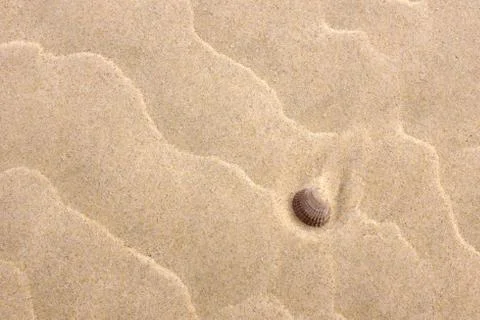 Background with yellow sand and a shell Stock Photos