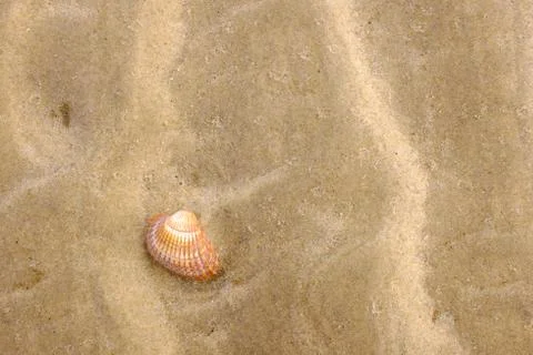 Background with yellow sand and a shell Stock Photos