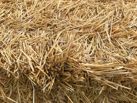 Background - yellow straw. Stock Photos