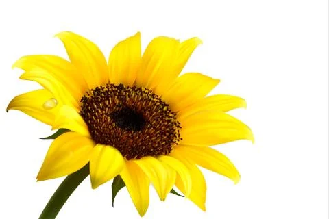 Background with yellow sunflower. vector Stock Illustration