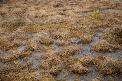 The background of yellow swamp close up. Ilustração Stock