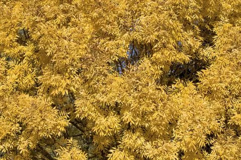 Background of yellow willow. Stock Photos