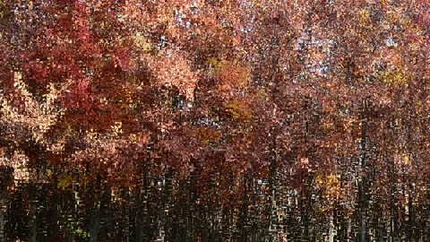 Background young autumn oak trees Stock-Footage 142771548