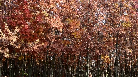 Background young autumn oak trees 스톡 동영상 142771853
