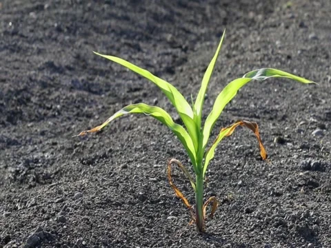 Background young corn growing Stock Footage 77970493