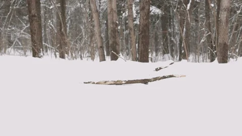 Background. Young Couple Sledding And Enjoying On Sunny Winter Day. Slow motion Stock Footage 87845662