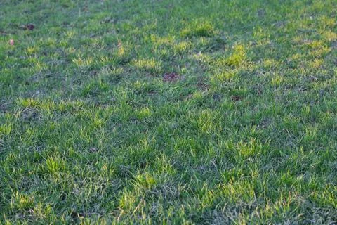 Background young grass with dew Stock Photos
