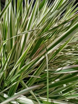 Background from young grass gradient color white green pink Stock Photos