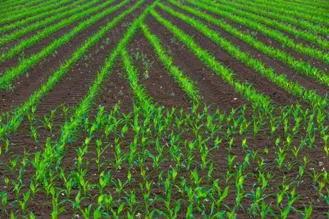 Background with young green corn Stock Photos