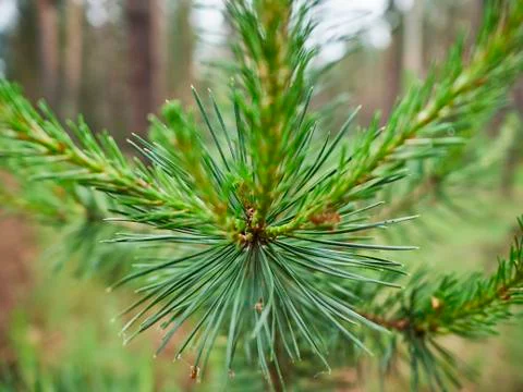 The background of the young needles of a pine Stock Photos