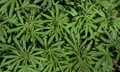 Background young shoots of marijuana in the rays of the setting sun. Growing  Stock Photos