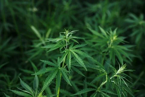 Background young shoots of marijuana in the rays of the setting sun. Growing  Fotos de archivo