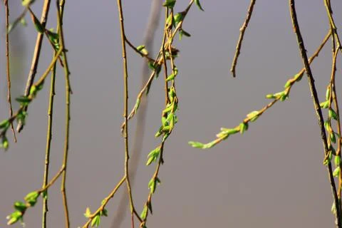 The background of the young shoots of Willow Stock Photos