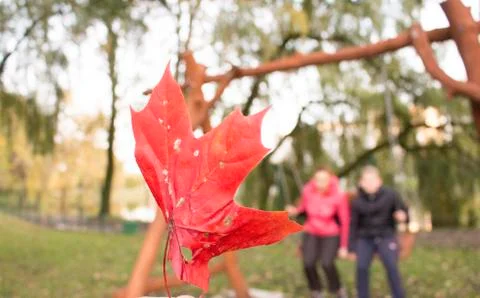 Background,maple leaf, red Stock Photos