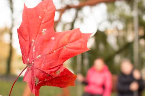 Background,maple leaf, red Stock Photos