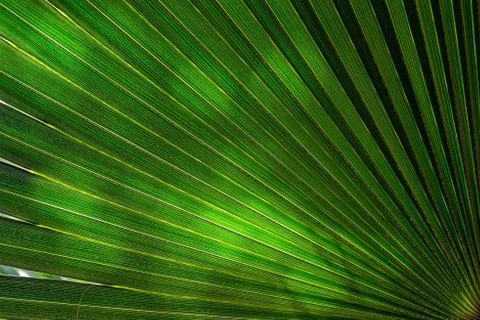 Backgrounds and textures: bright spots of tropical sunlight on palm tree leaf Stock Photos