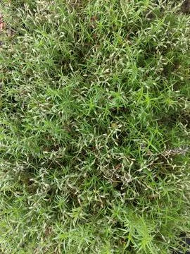 Backgrounds and textures Stock Photos