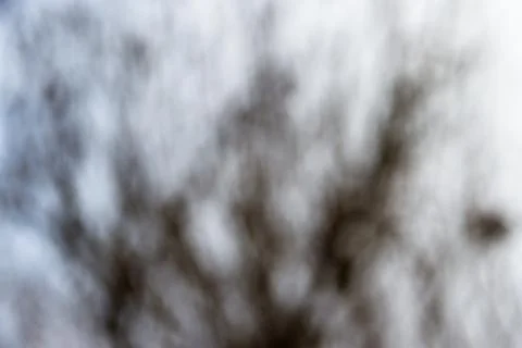 Backgrounds of bare tree branches out of focus in cold colors Stock Photos
