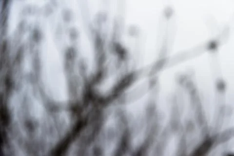 Backgrounds of bare tree branches out of focus in cold colors Stock Photos