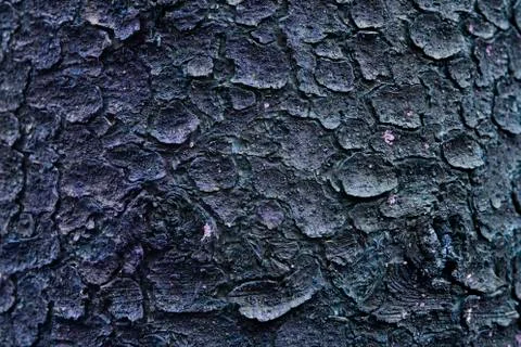 The backgrounds bark Stock Photos