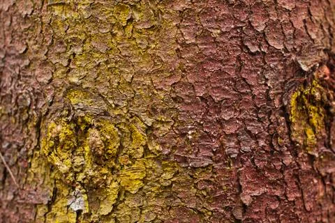 The backgrounds bark Stock Photos