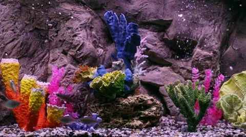 Backgrounds  Fish Corals Vídeo Stock 10721043