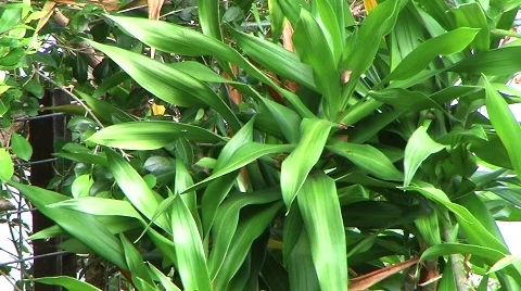 Backgrounds 스톡 동영상 736559