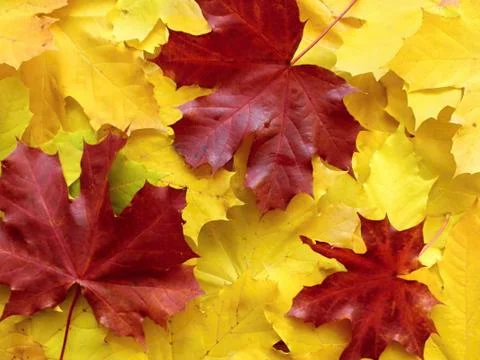 Backgrounds of maple leafs Foto stock