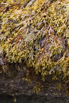 Backgrounds. Natural pattern with algae on a rock. France Stock Photos