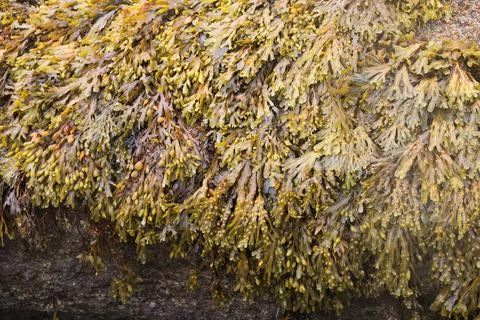 Backgrounds. Natural pattern with algae on a rock. France Stock Photos