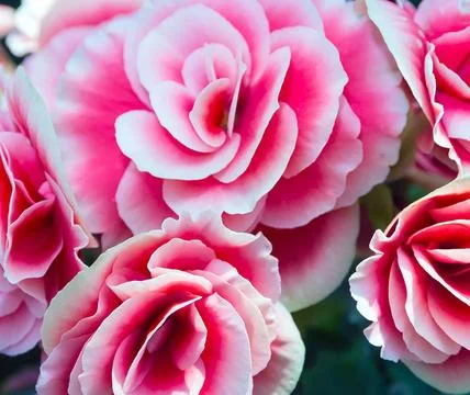 Backgrounds nature Easter spring flowers spring flowers, abstract decorati... 写真素材