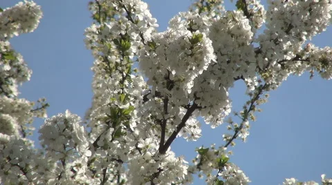Backgrounds Nature Environment Purity Life Paradise Visual Explosion Sunny Day Stock Footage 49576177