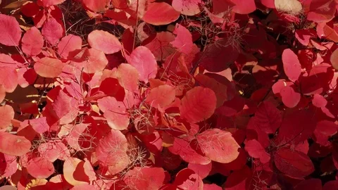     Backgrounds from red leaves in sunlight Video stock 81205343