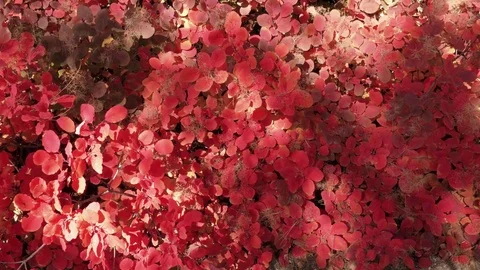   Backgrounds from red leaves in sunlight Stock Footage 81205449